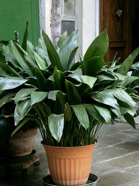 Una Aspidistra elatior en un patio interior de la casa