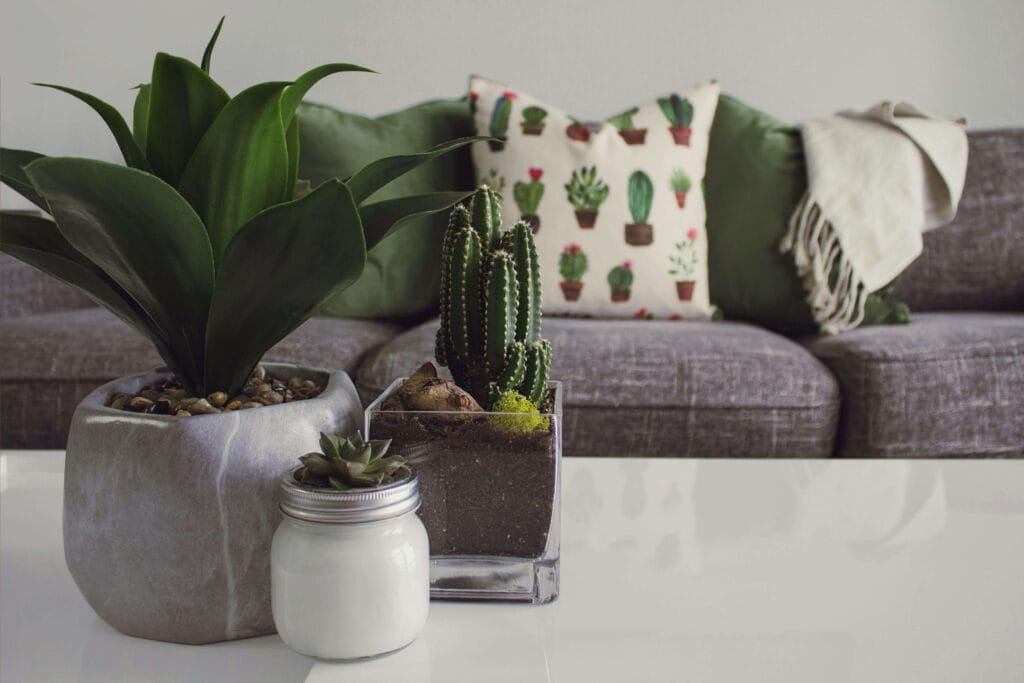 Plantas de interior como cactus suculenta en macetas chicas decorando un living minimalista