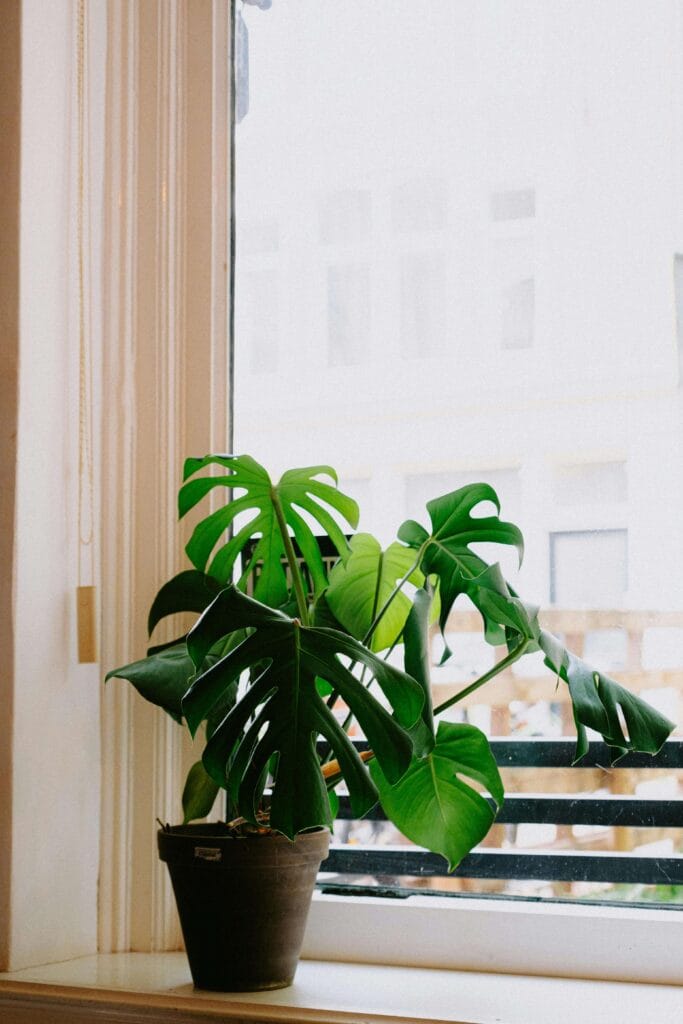 Monstera una planta en el interior junto a una ventana recibiendo luz directa.