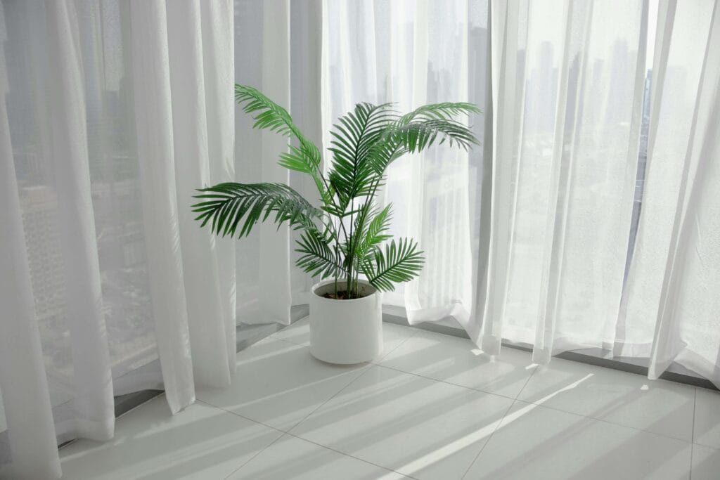 Palmera areca planta de interior en una sala blanca bien iluminada