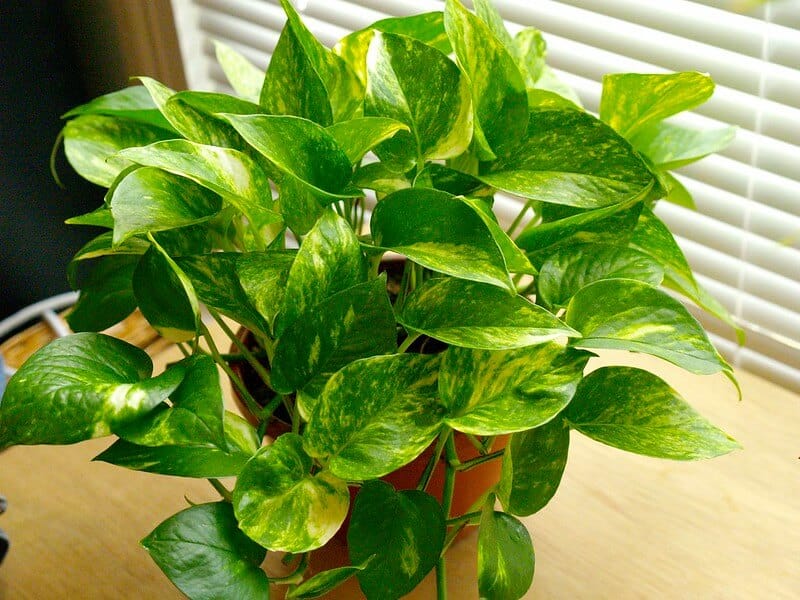 Potos (Epipremnum aureum) sobre una mesa con luz natural