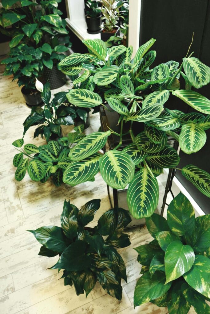 Calathea con hojas decorativas verdes y amarillas mostrando su belleza en un ambiente interior