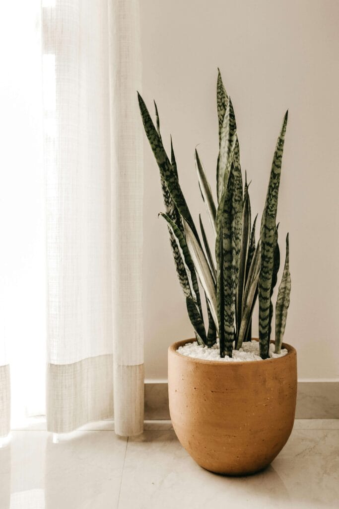Sansevieria también conocida como lengua de suegra en un rincon del salon.