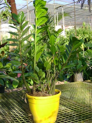 Una hermosa zamioculca zamiifolia en maceta amarilla