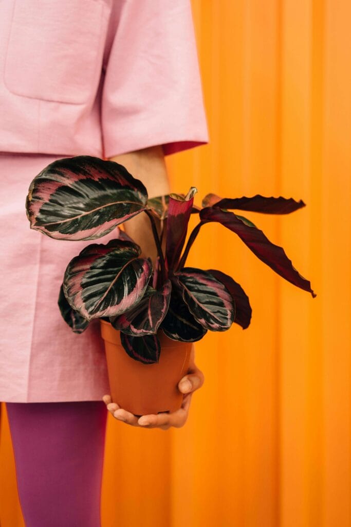 Calathea Roseopicta con hojas saludables