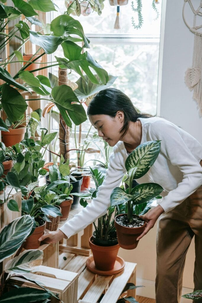 Cuidando planta calathea en interior