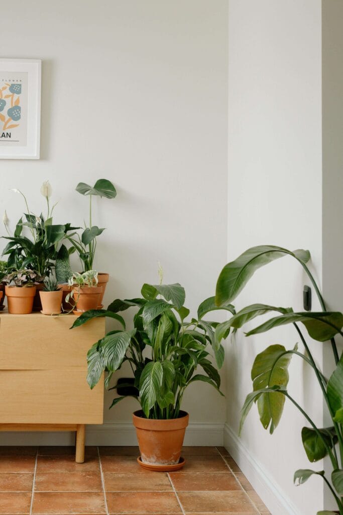 Calathea decorando con otras plantas de interior