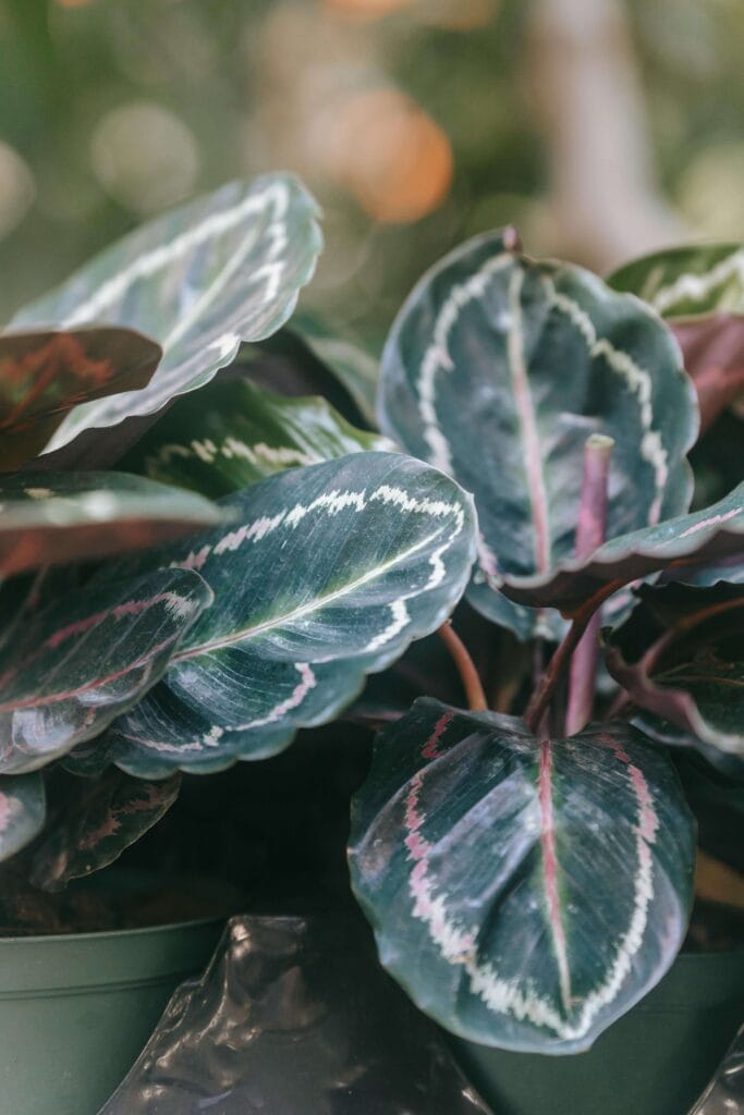 Plantas calatheas saludables