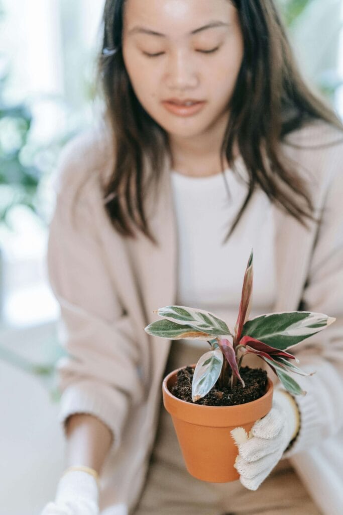 Cuidando calathea triostar