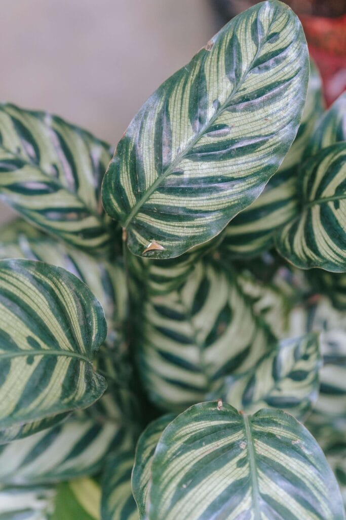 calathea makoyana con hojas verdes y sanas