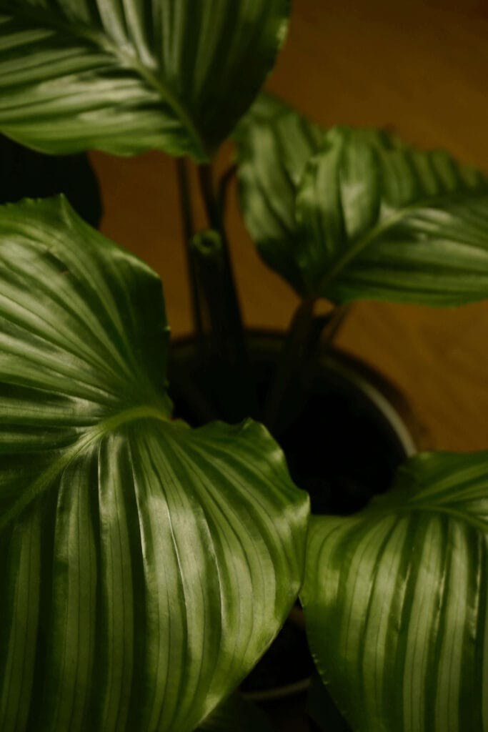 hojas de calathea orbifolia