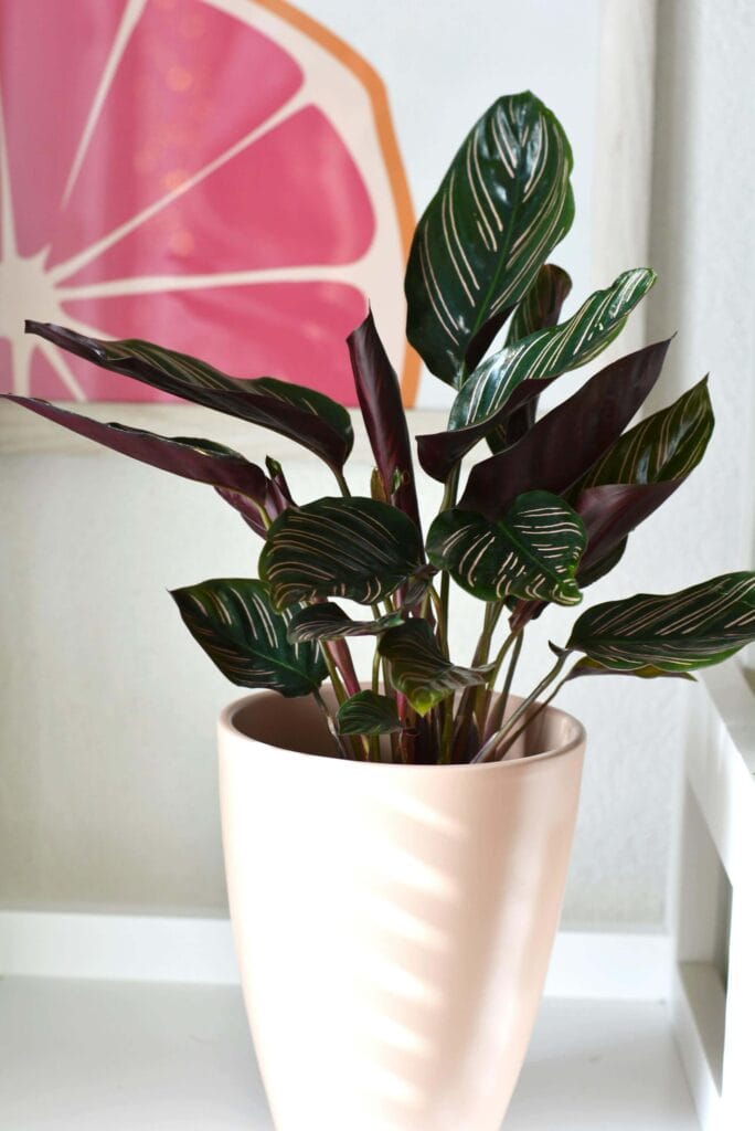 calathea ornata en maceta iluminada