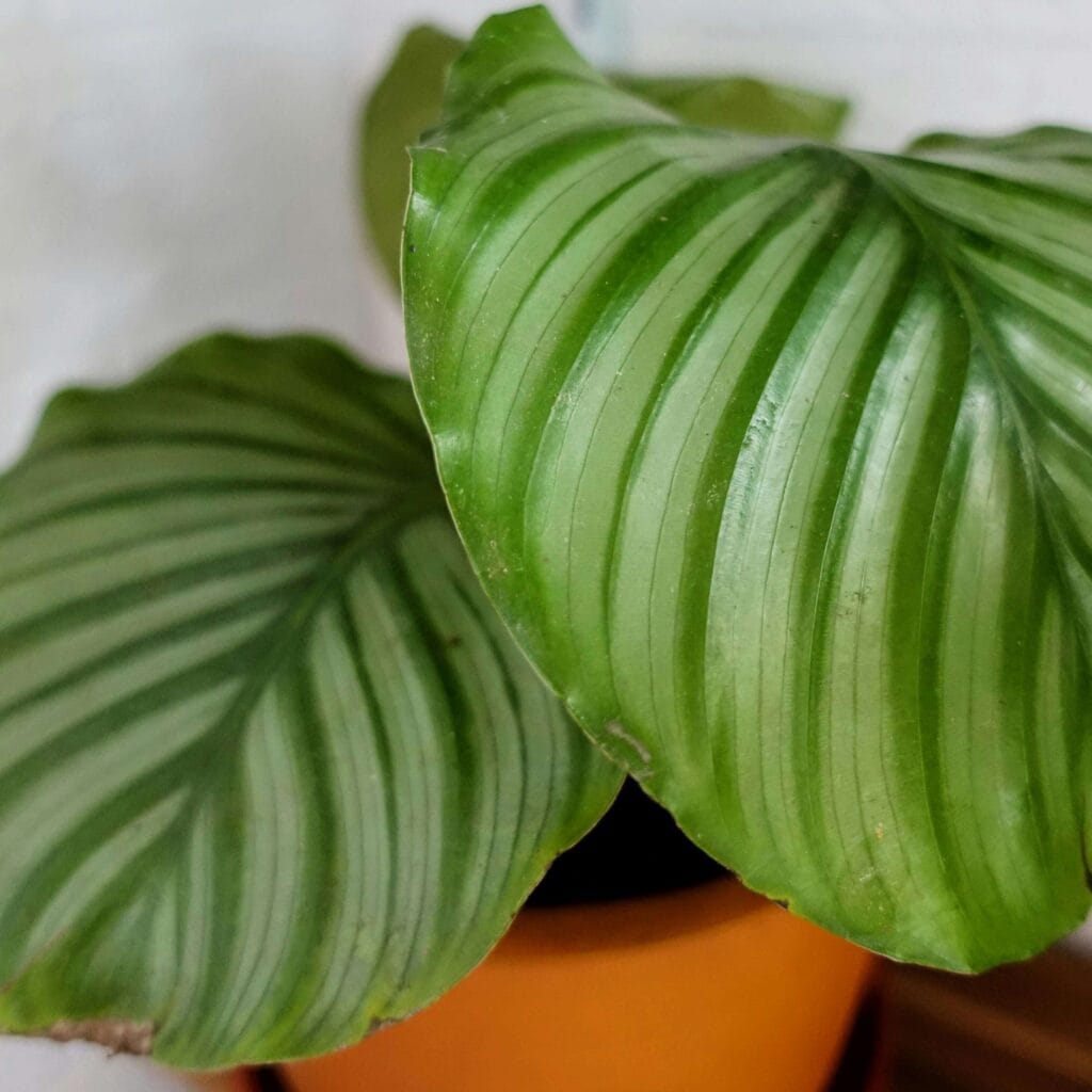 Calathea con hojas saludables