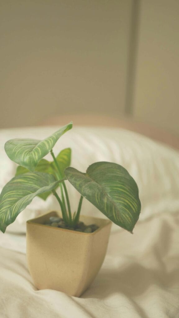 Calathea recibiendo luz indirecta brillante