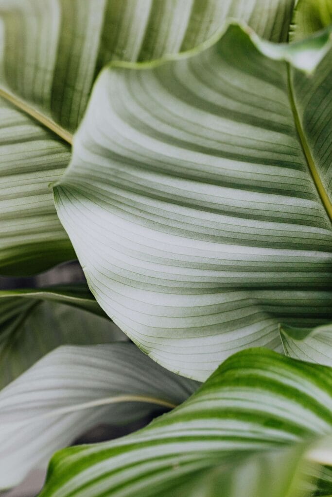 Hojas de Calathea enrolladas