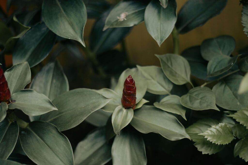 Calathea floreciendo