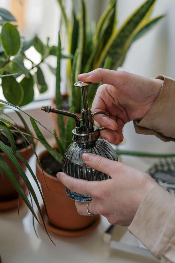 Generando ambiente tropical para calathea