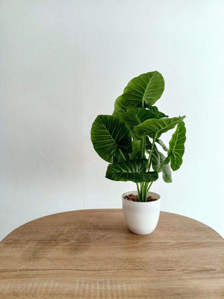 Calathea sin florecer bien cuidada