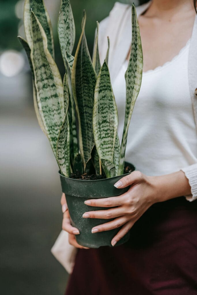 Sansevieria con hojas sanas