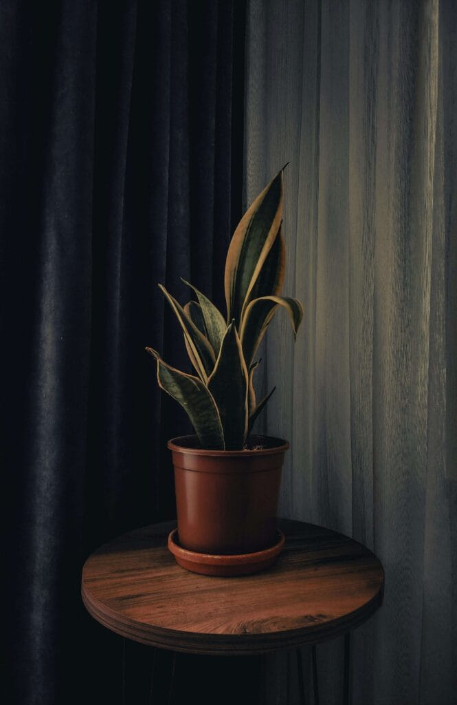 Sansevieria lejos del alcance de las mascotas