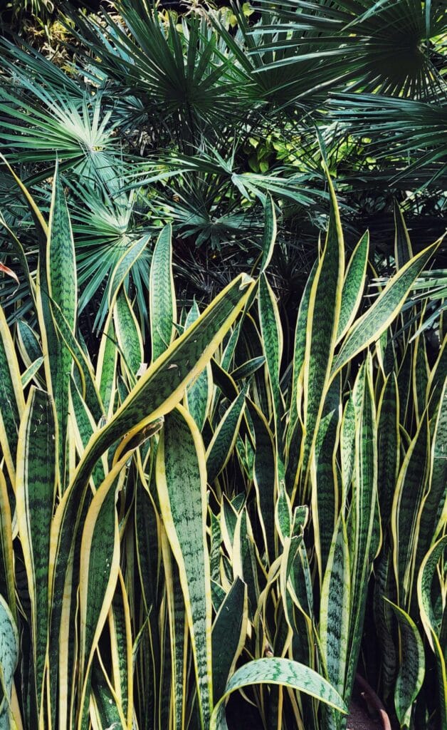 Grandes cantidades de sansevieria tóxica