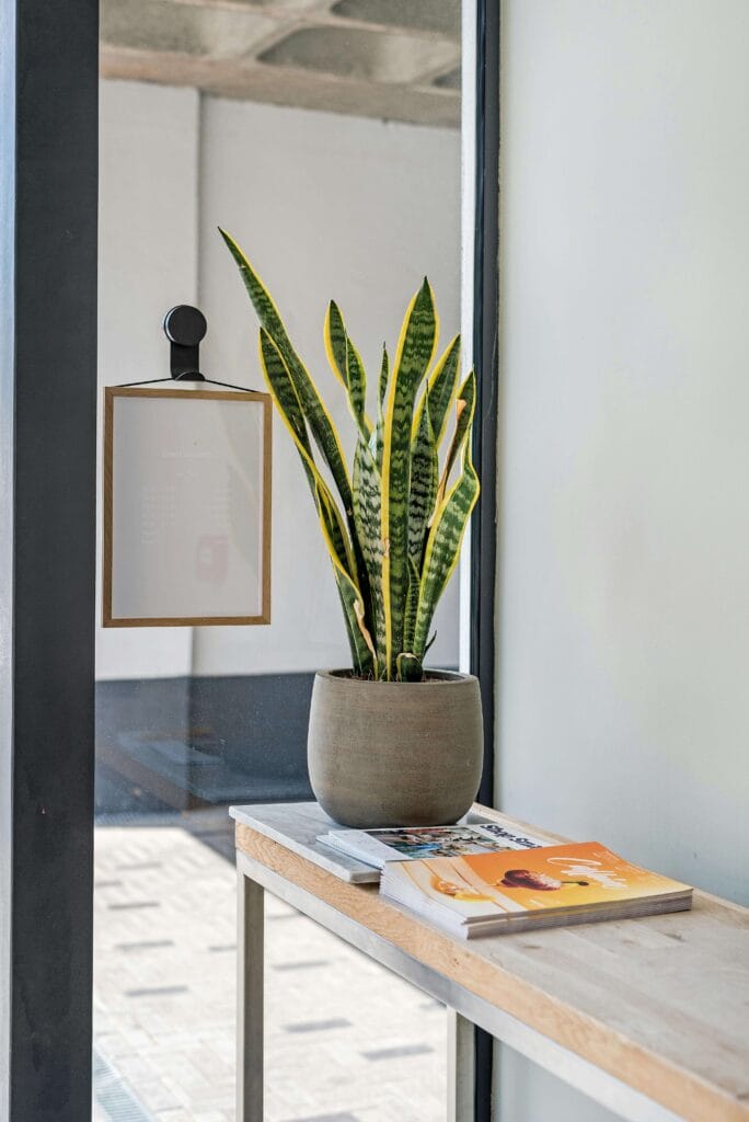 Sansevieria tóxica al alcance de gatos