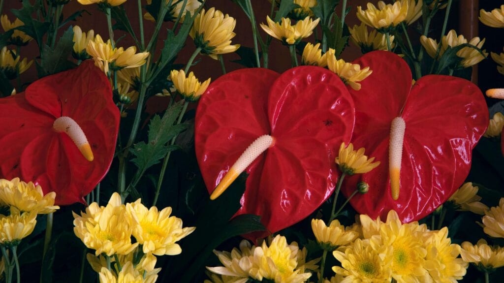 Anthurium estética con flores