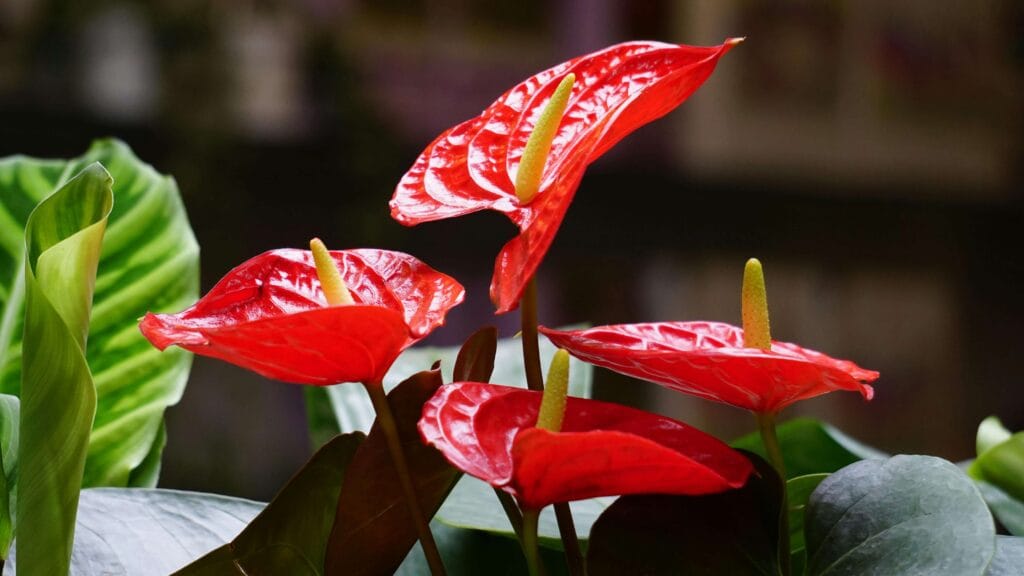 Anthurium andraeanum (Anturio flor de flamenco)