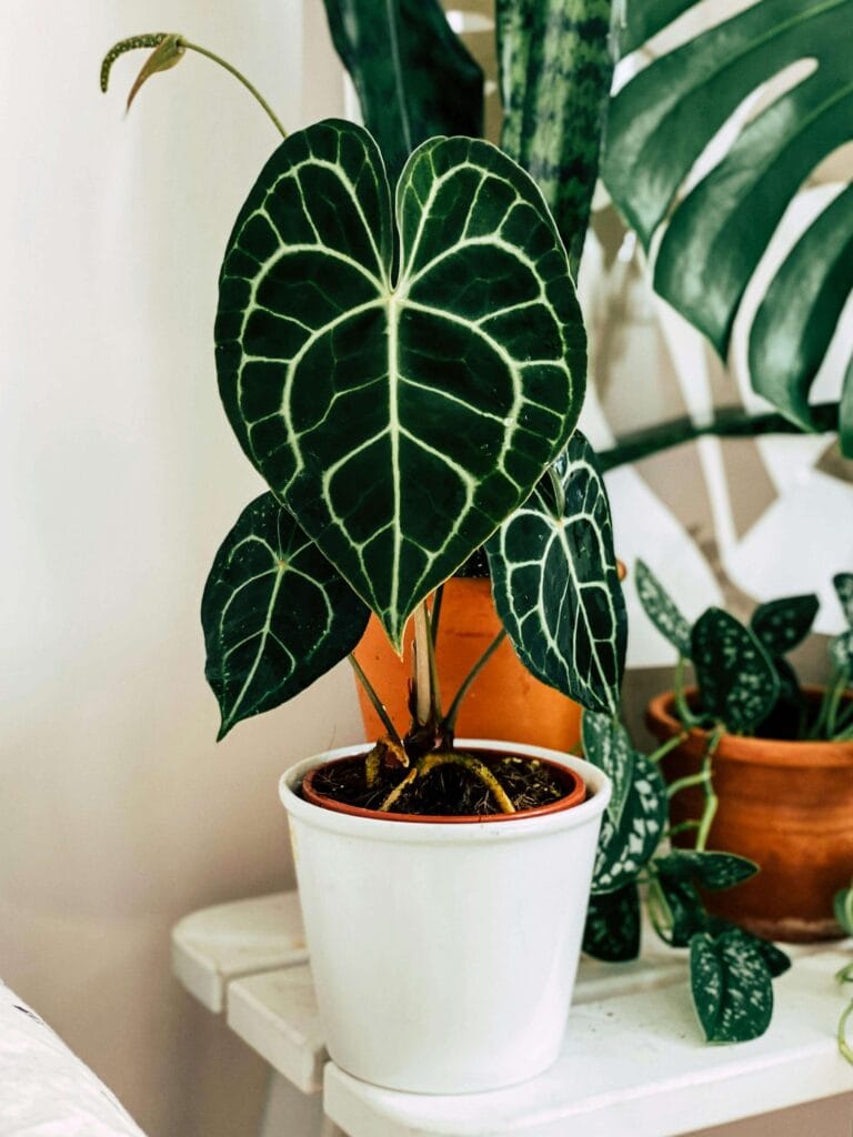 Anthurium recibiendo la luz perfecta
