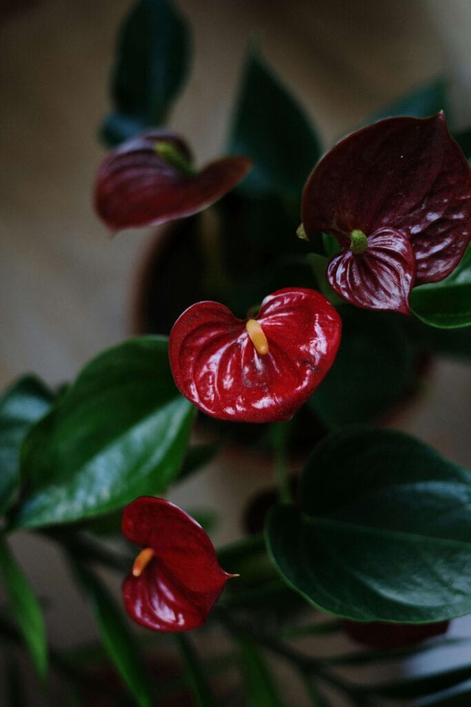 Anthurium o Anturio rojo