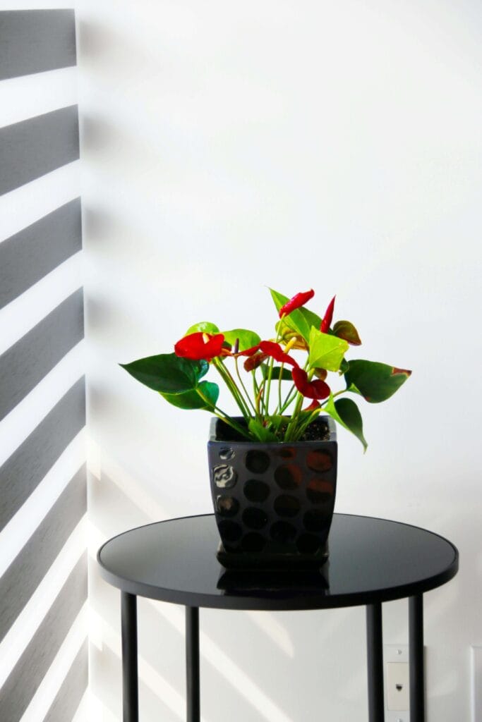Anturios en espacios pequeños cultivado en apartamento