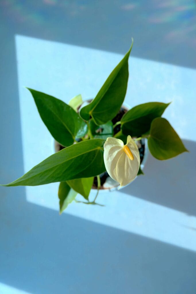 Anturio maximizando floración en espacios pequeños