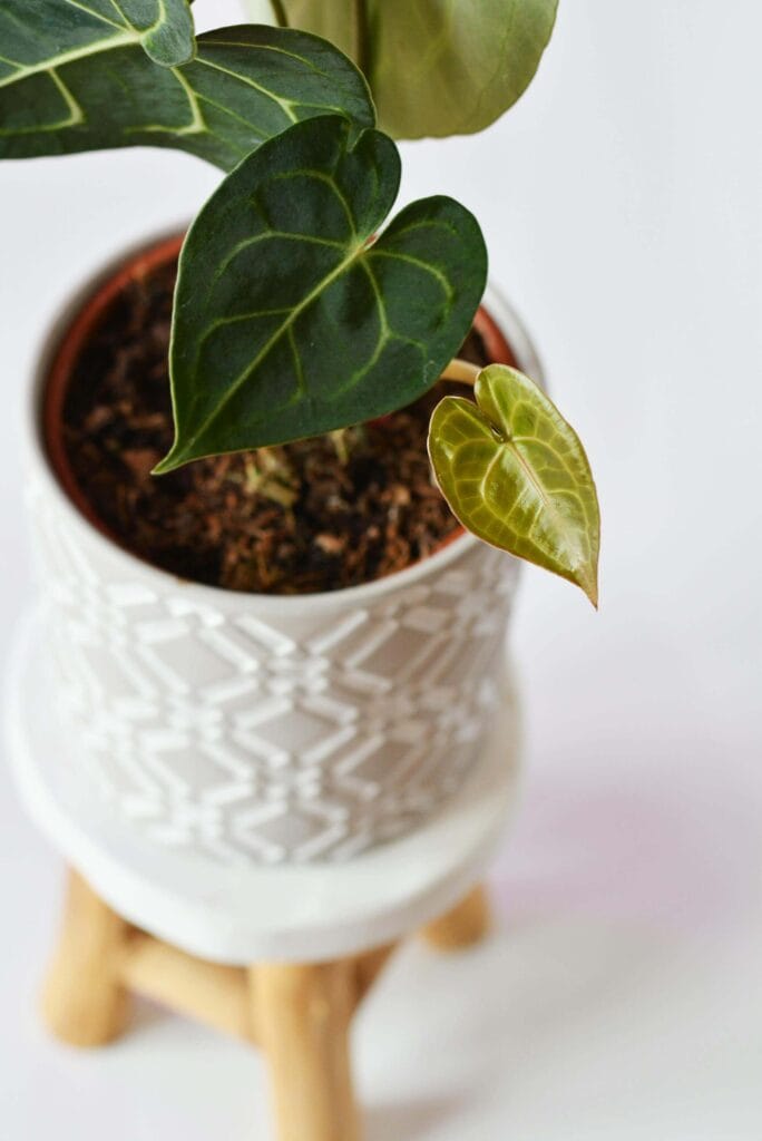 Anturio mini en la maceta ideal en ambiente interior
