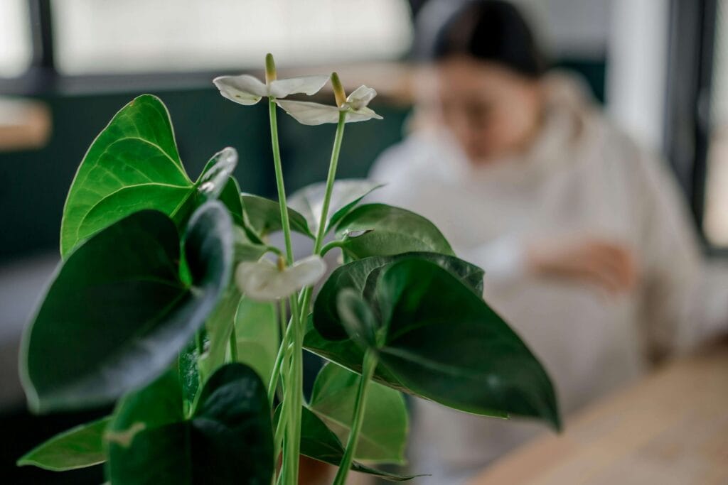 Anturio de flores blancas cuidado en interior cálido