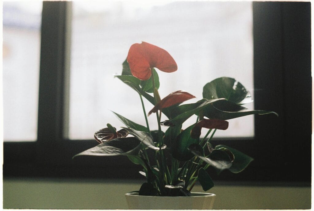 Anthurium generando ambiente hospitalario