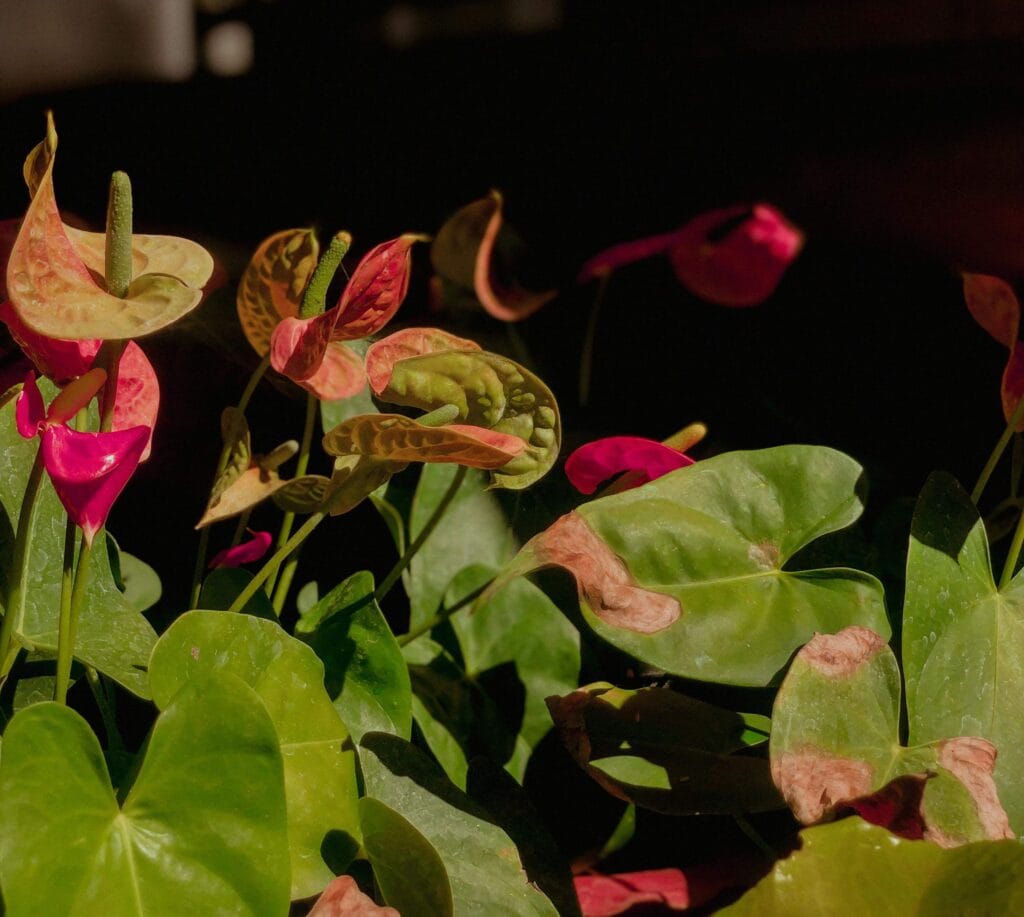 Propagación de Anthurium