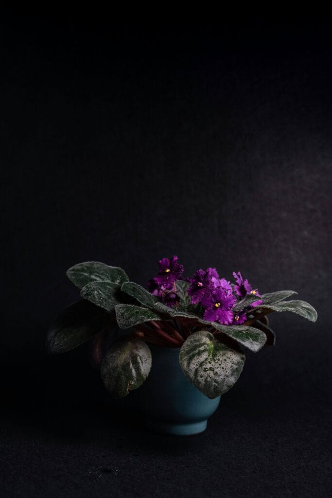Violeta africana regada y cuidada pero con problemas de iluminación