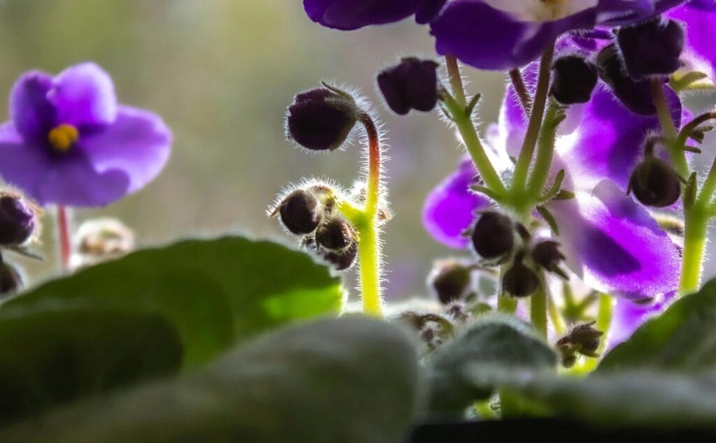 Violeta africana fertilizada, nutrida y bien cuidada. Con flores de un color violeta vivido, hojas verdes y sanas, en exterior.