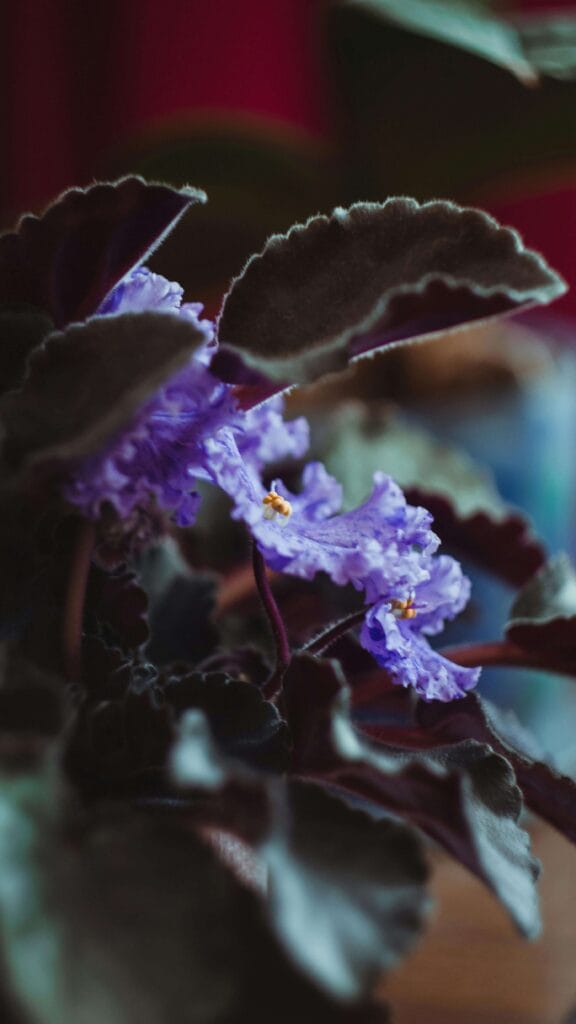 Violeta africana bien cuidada con flores violetas y hojas verdes