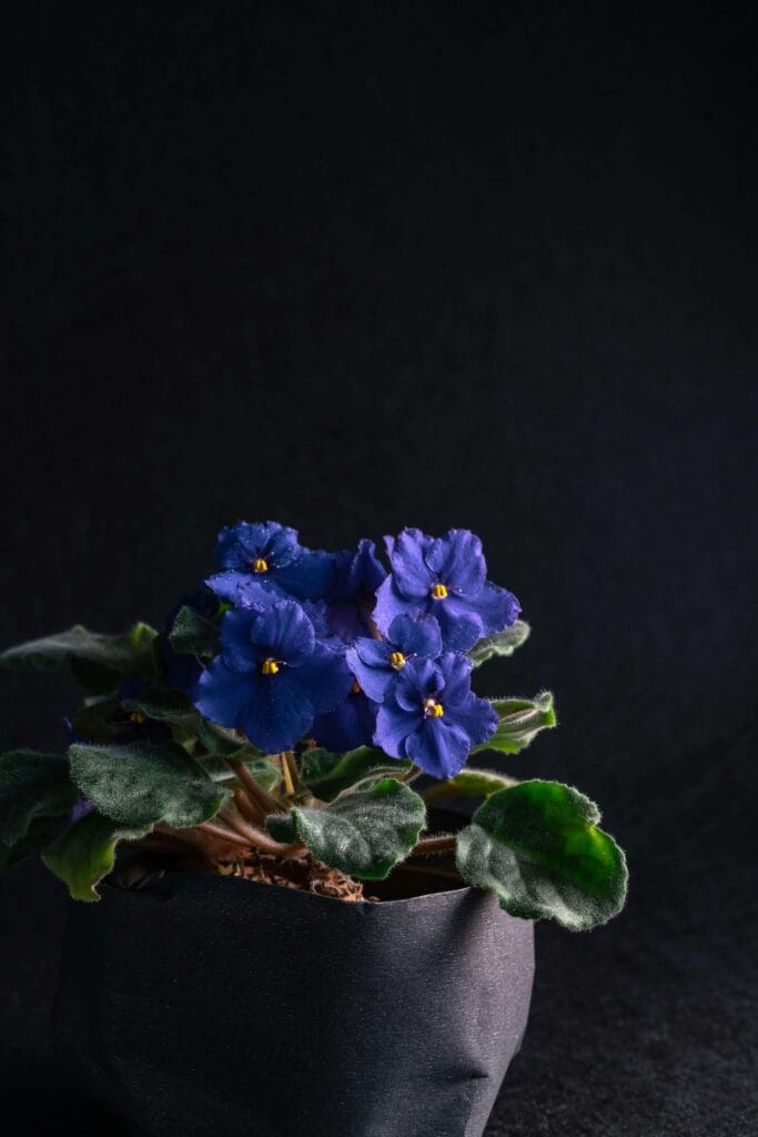 Violeta africana en maceta de plástico ideal con iluminación y fondo negro
