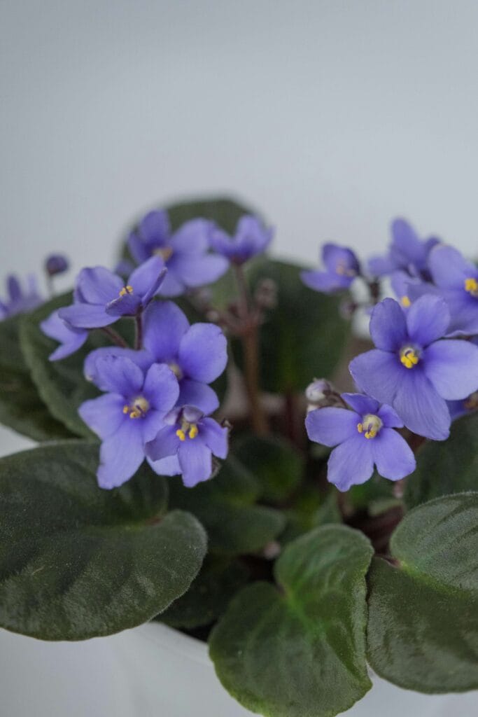 Morfología de las flores de la violeta africana y hojas
