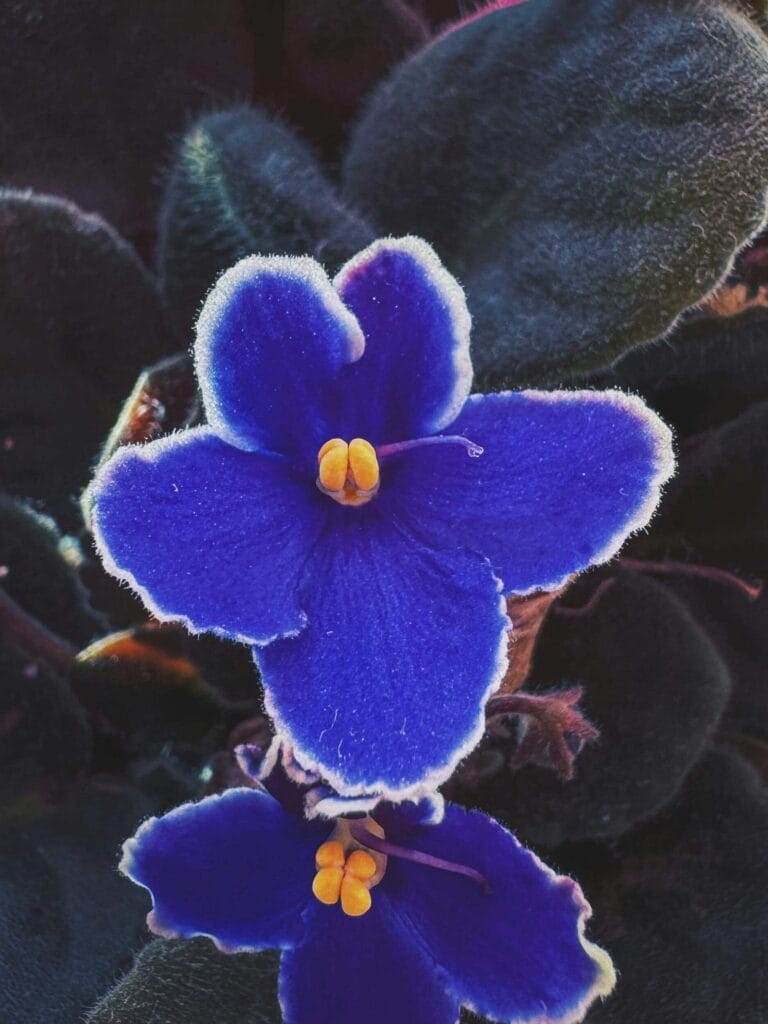 Primer plano de una violeta africana con pétalos aterciopelados de color azul profundo y centro amarillo, resaltando su belleza y textura única.