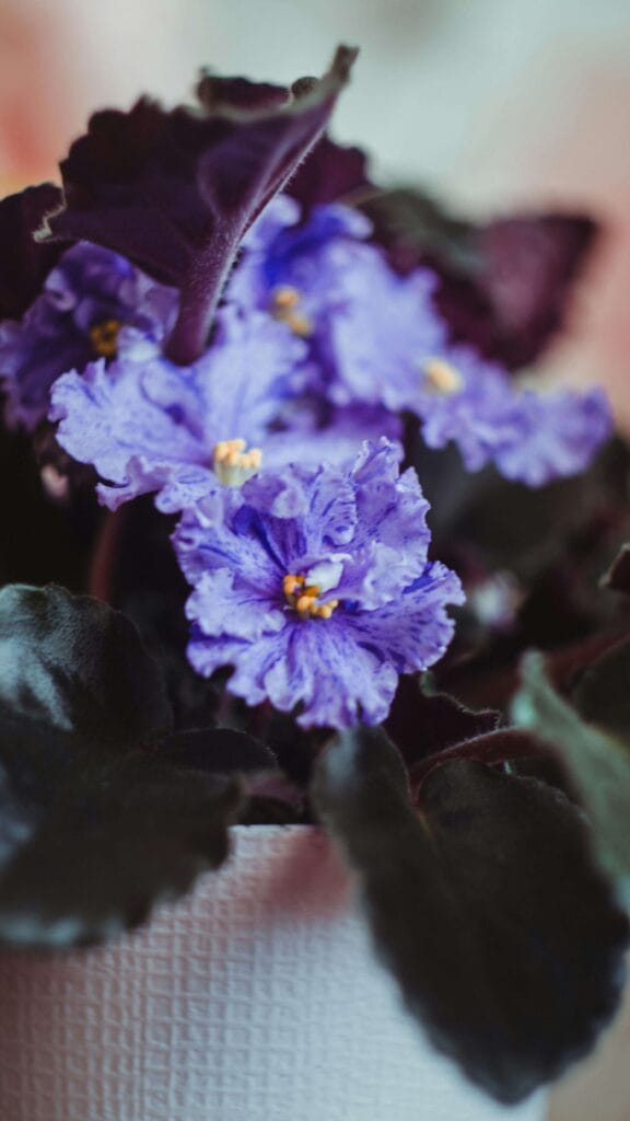 Violeta africana recuperada y sana, recibiendo luz natural con flores violetas y hojas verde oscuro