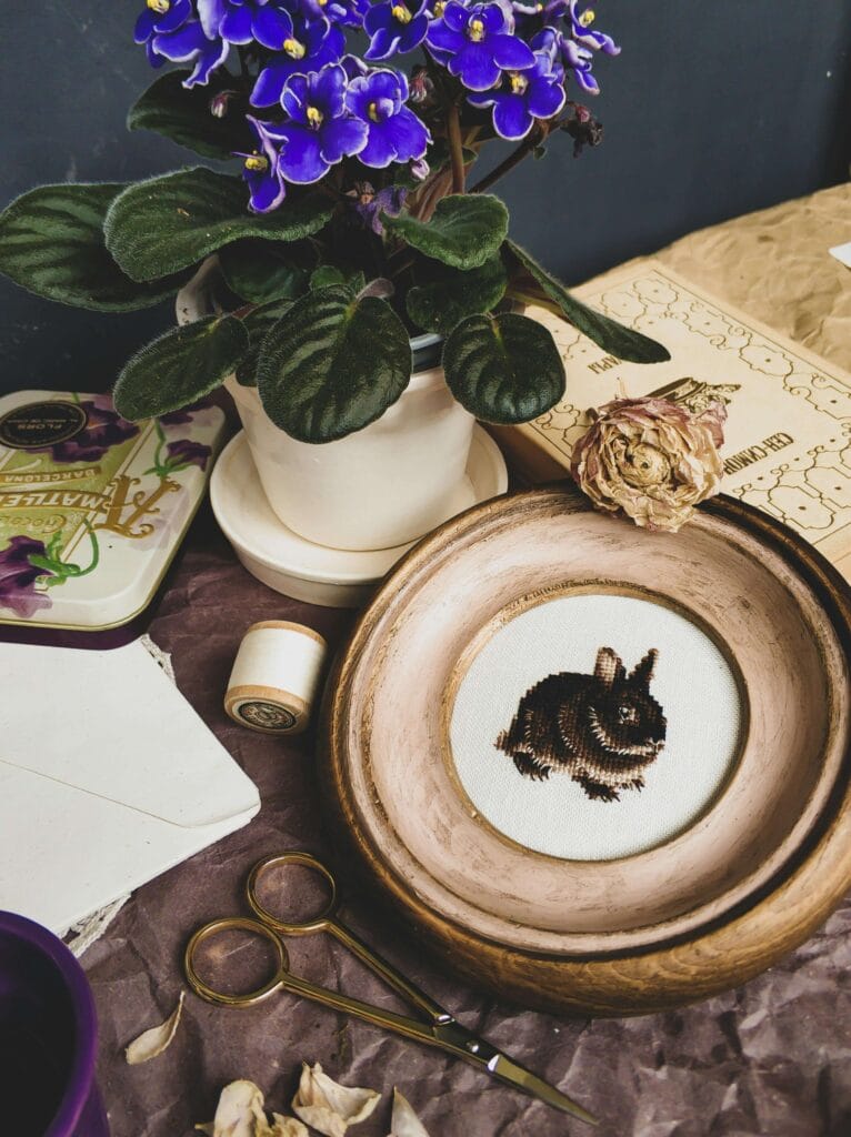 Violeta africana en maceta con flores moradas saludables, ideal como ejemplo de una planta bien cuidada y revitalizada.
