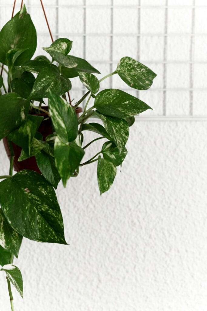 Variante de Pothos Marble Queen en maceta colgante con buena iluminación