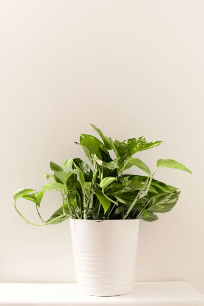 Pothos en condiciones óptimas: maceta blanca, luz ideal y hojas verdes exuberantes (guía de cuidados)