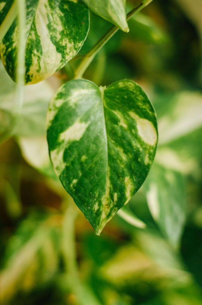 Hojas medio amarillas de pothos, señalando exceso de agua en la planta