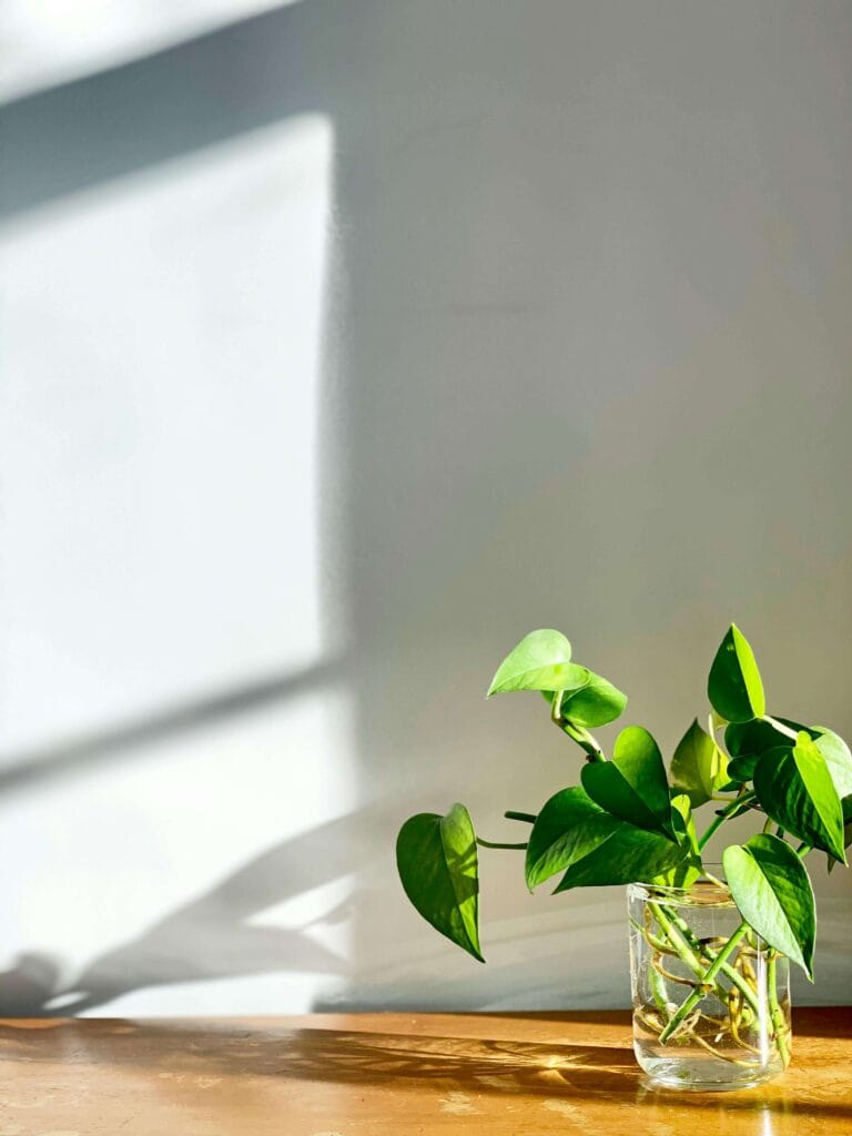 Pothos recibiendo luz natural indirecta brillante, ideal para su crecimiento.