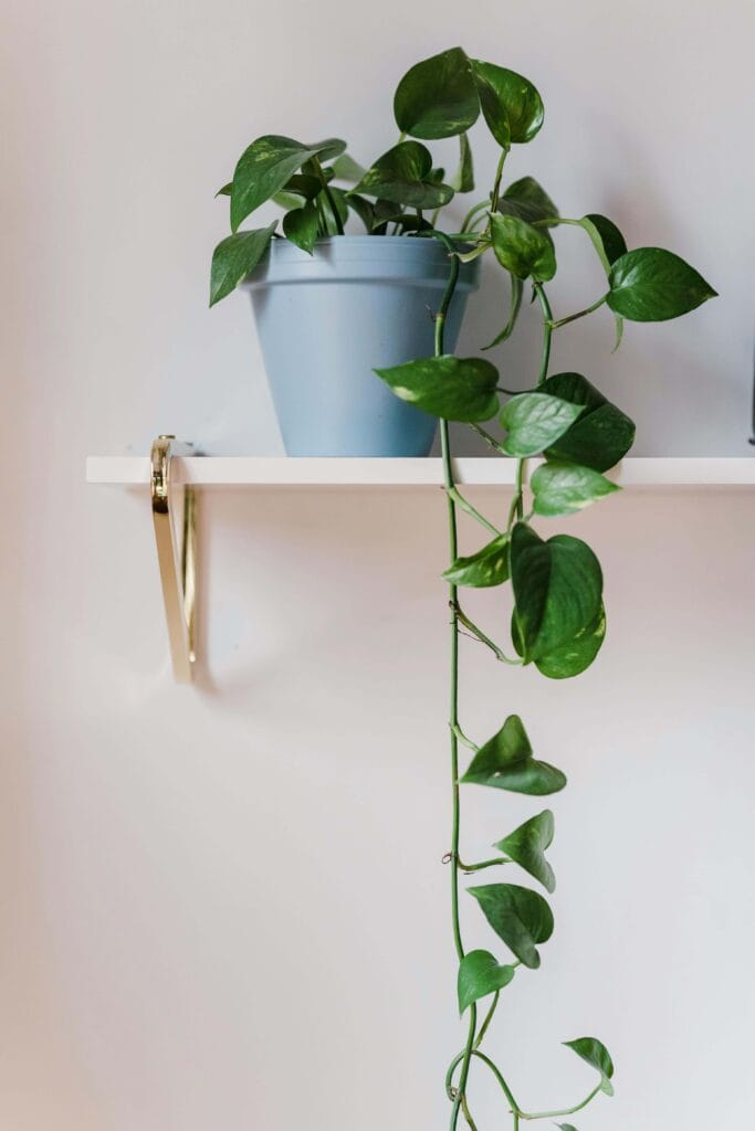 Planta pothos en maceta en interior, planta colgante con buena luz, en un fondo blanco