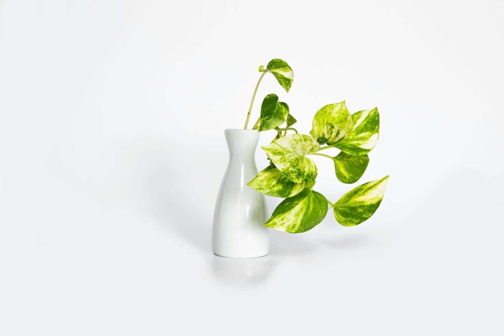 Pothos en una maceta especial, agregando un toque decorativo especial en el diseño del interior de la casa.